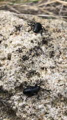 Arima marginata