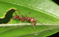 Myrmecium