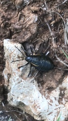 Arima marginata