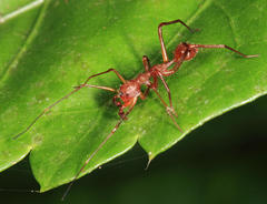 Myrmecium