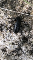 Arima marginata
