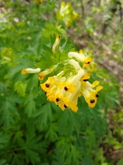Corydalis nobilis