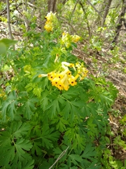 Corydalis nobilis