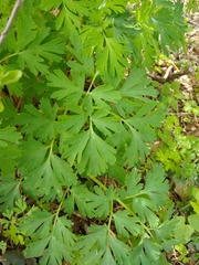 Corydalis nobilis