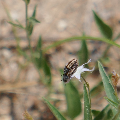 Acmaeodera quadrivittatoides