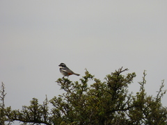 Microspingus torquatus