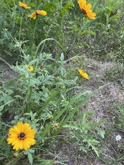 Coreopsis basalis