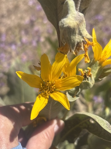 Wyethia mollis, photograph 2