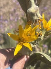 Wyethia mollis, photograph (c) graham_coop, some rights reserved (CC BY)