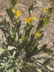 Wyethia mollis, photograph (c) graham_coop, some rights reserved (CC BY)