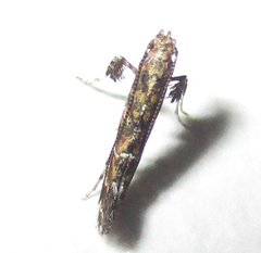 Aspilapteryx pentaplaca