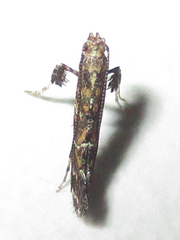 Aspilapteryx pentaplaca