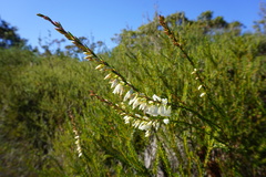 Epacris impressa