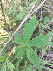 Cissus palmata