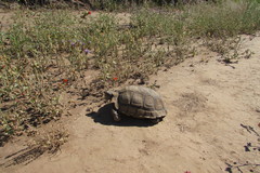 Chelonoidis chilensis