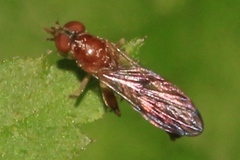 Sphegina