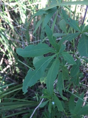 Cissus palmata