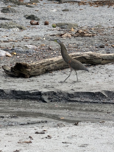 Bare-throated Tiger-Heron