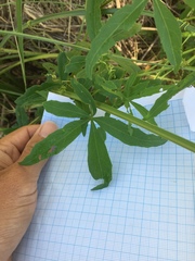 Cissus palmata