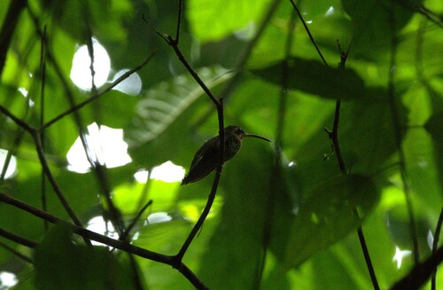 Band-tailed Barbthroat (Threnetes ruckeri), photo 3