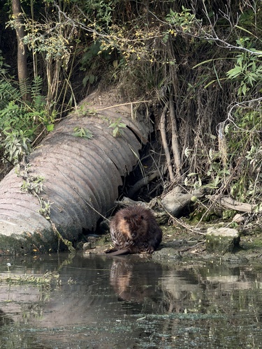 animal observation 2