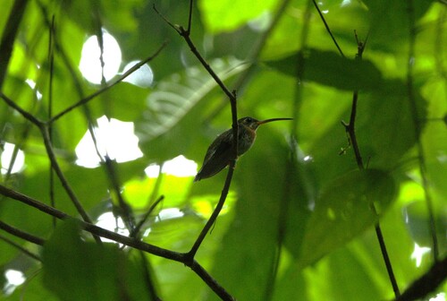 Band-tailed Barbthroat (Threnetes ruckeri), photo 4