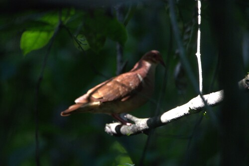 Ruddy Quail-Dove (Geotrygon montana), photo 8