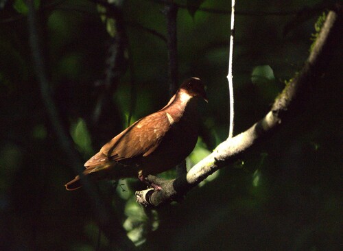 Ruddy Quail-Dove (Geotrygon montana), photo 9