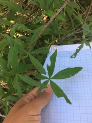 Cissus palmata