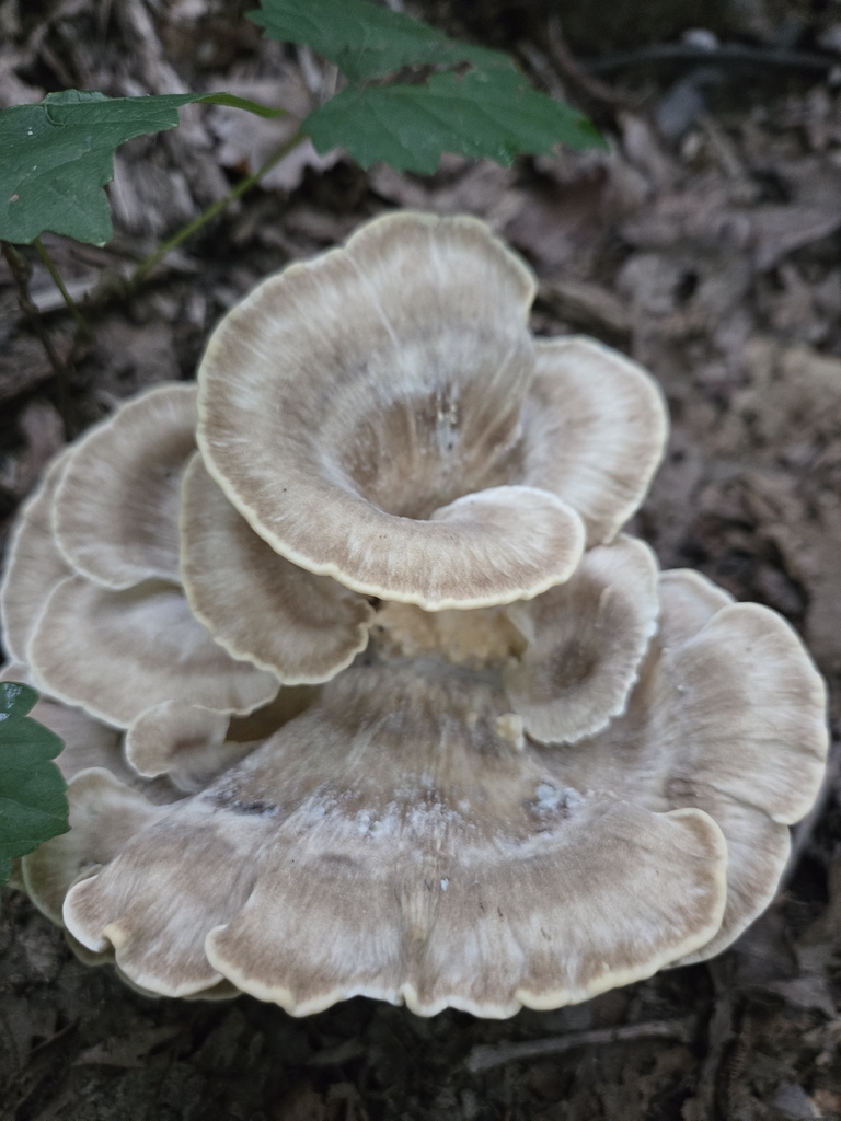 Black-staining Polypore · August 2026 · photo: Photo: (c) Elizabeth Altman, some rights reserved (CC BY) · iNaturalist
