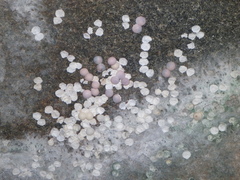 Cnemaspis boulengeri