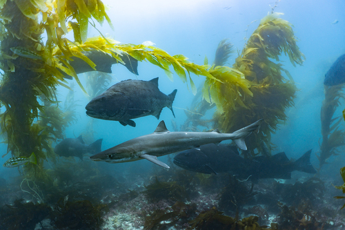School shark photographed at San Diego County, US-CA, US