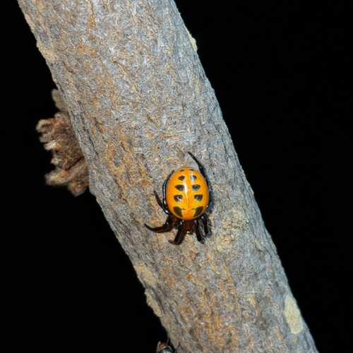 Metazygia redfordi