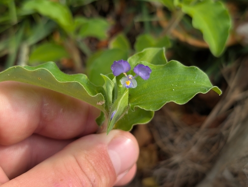 Commelina benghalensis observed 2026-08-06