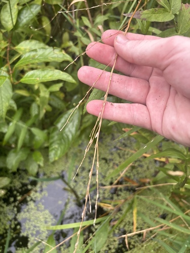 Glyceria septentrionalis observed 2026-08-06