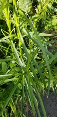 Asclepias fascicularis