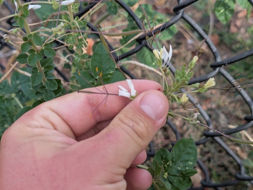 Cleome, 2026-08-06
