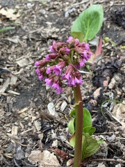 Bergenia crassifolia