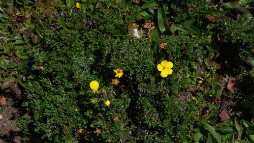Dasiphora dryadanthoides