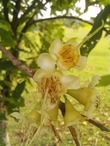 Syzygium borneense (Syzygium borneense)