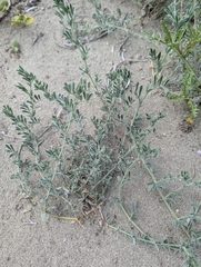 Lathyrus littoralis, photograph (c) Moe Meikle, some rights reserved (CC BY)
