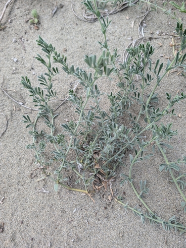 Lathyrus littoralis, photograph 6