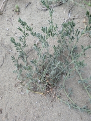 Lathyrus littoralis, photograph (c) Moe Meikle, some rights reserved (CC BY)