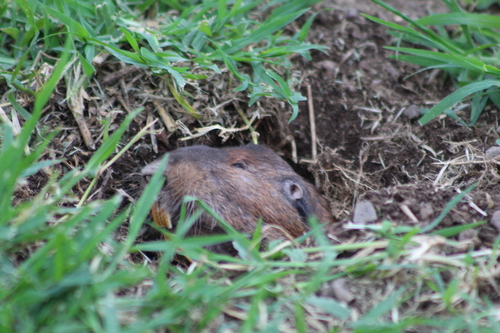 Merriam's Pocket Gopher