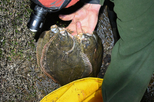 New Zealand flounder (Rhombosolea leporina) — Pleuronectidae