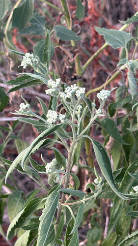 late boneset
