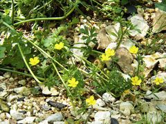 Ranunculus hispidus nitidus