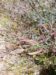 Astragalus bernardinus
