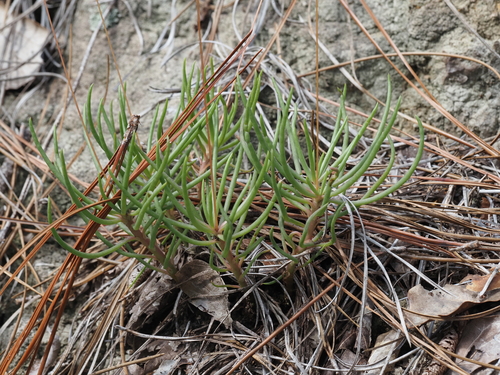 Phemeranthus mengesii, photograph 6