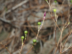 Phemeranthus mengesii, photograph (c) carter, some rights reserved (CC BY)